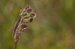 American wild carrot